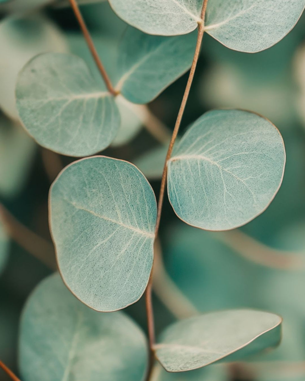 Breath of clarity- Peppermint & Eucalyptus  - Refillable