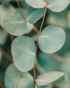 Breath of clarity- Peppermint & Eucalyptus  - Refillable