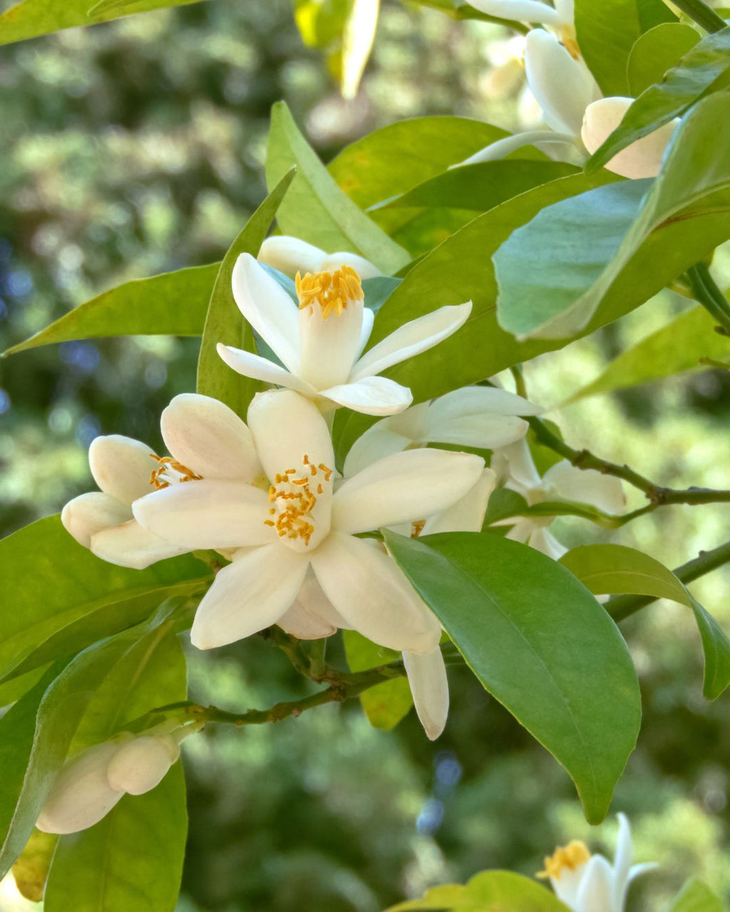 Under the Orange Tree - Sweet Orange, Petitgrain & Neroli  - Refillable