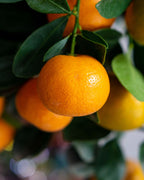 Positivity - Bergamot, Lavender & Orange - Refillable