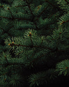 Season IV - Sweet Orange, Pine Needles & Cinnamon - Refillable