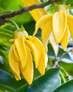 Season I - Lemon, Ylang Ylang, Verbena, Lavender & Cedarwood  - Refillable