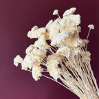 Sustainable Funeral Flowers | Casket Spray | Whites