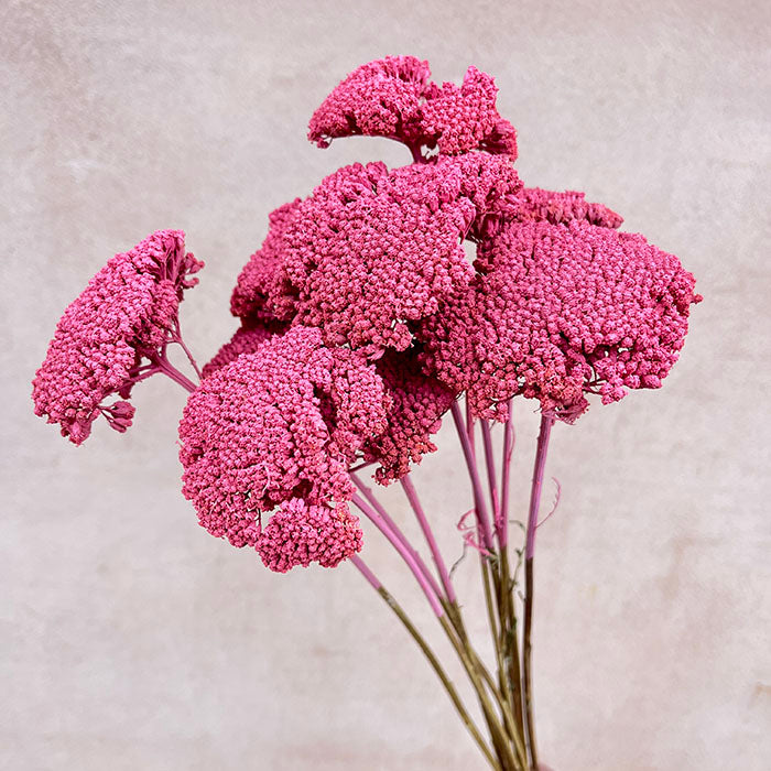 Sustainable Funeral Flowers | Casket Spray | Pinks