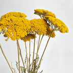 Sustainable Funeral Flowers | Casket Spray | Yellows