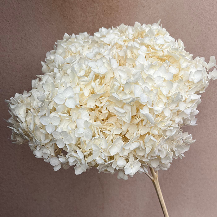 Sustainable Funeral Flowers | Casket Spray | Whites