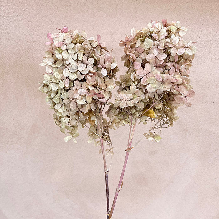 Sustainable Funeral Flowers | Casket Spray | Creams